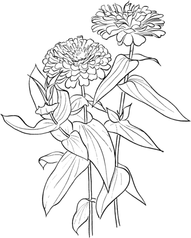 Zinnia Elegans Coloring Page